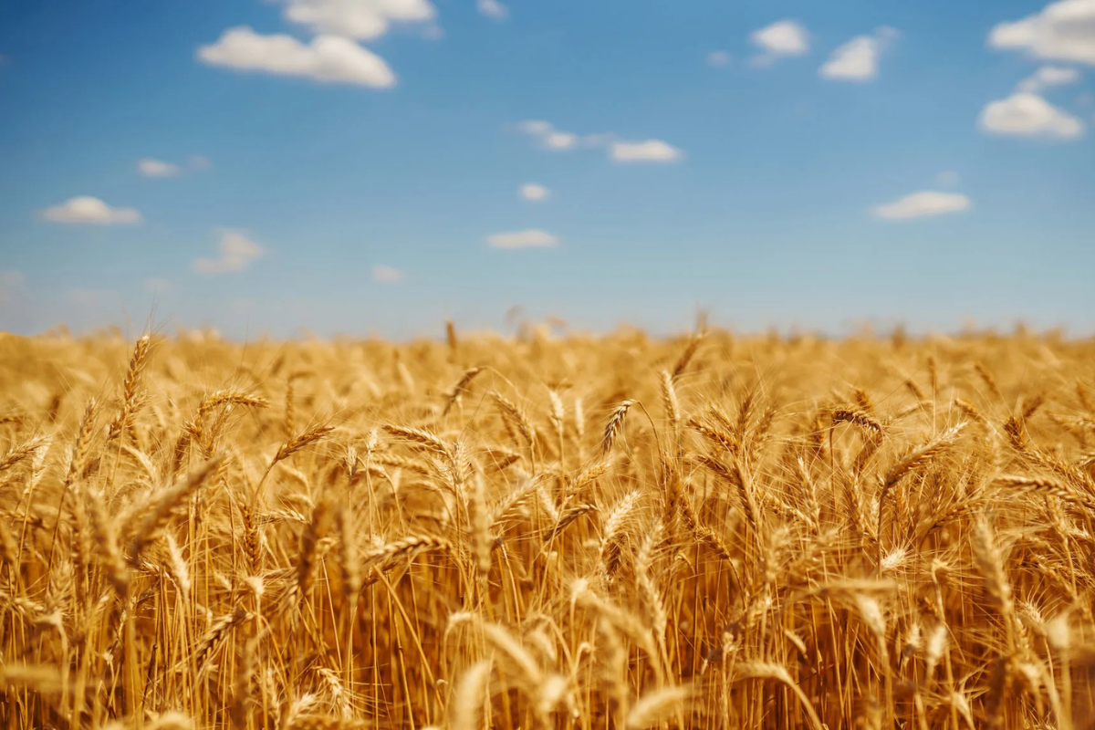 Biosekuracja ziarna: Pierwsza linia obrony Twojego stada